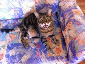 Me? I am the Fat Cat and I am comfy.