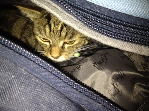 Socksy packing for our holiday.